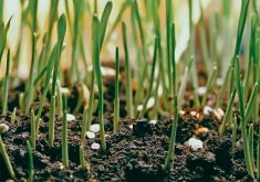 A close-up of a recently-emerged crop with white specks of fertilizer scattered among the bases of the plants.