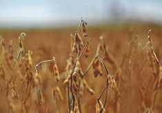 A close-up of a lone soybean plant nearly ready for harvest. The remainder of the crop is blurry in the background.
