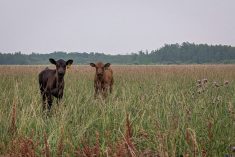 Two black angus calves in a Manitoba pasture. Photo: Geralyn Wichers