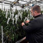 Syngenta wheat breeder Jon Rich checks hybrid wheat plants at a Syngenta research facility in Junction City, Kansas, U.S., February 19, 2026. REUTERS/Julie Ingwersen
