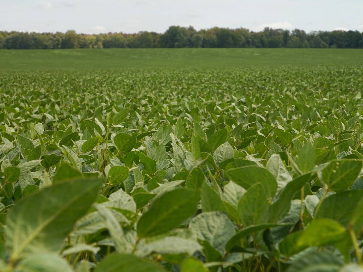 Agroconsult estimated Brazil&rsquo;s soybean crop for the 2025/26 season at a record 184.7 million metric tons.Photo: File
