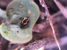 A striped flea beetle on a canola cotyledon. Photo: Canola Council of Canada