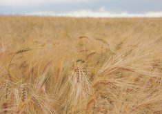A barley field near Sundre, Alberta.