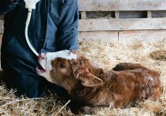 A newborn calf receives supplemental colostrum via a tube shortly after birth.
