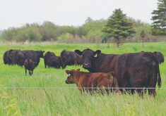 Cows and calfs grazing in a lush green pasture.