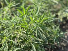 Kochia in a field in Saskatchewan.