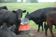Several black cows gather around a red water bowl in a pasture.
