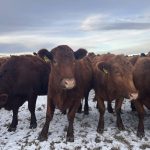 A herd of brown cows gather around, curious what the photographer is up to.