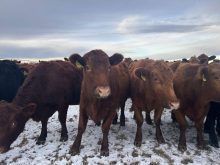 A herd of brown cows gather around, curious what the photographer is up to.