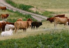 Cows graze in the Beechy, Saskatchewan, community pasture.