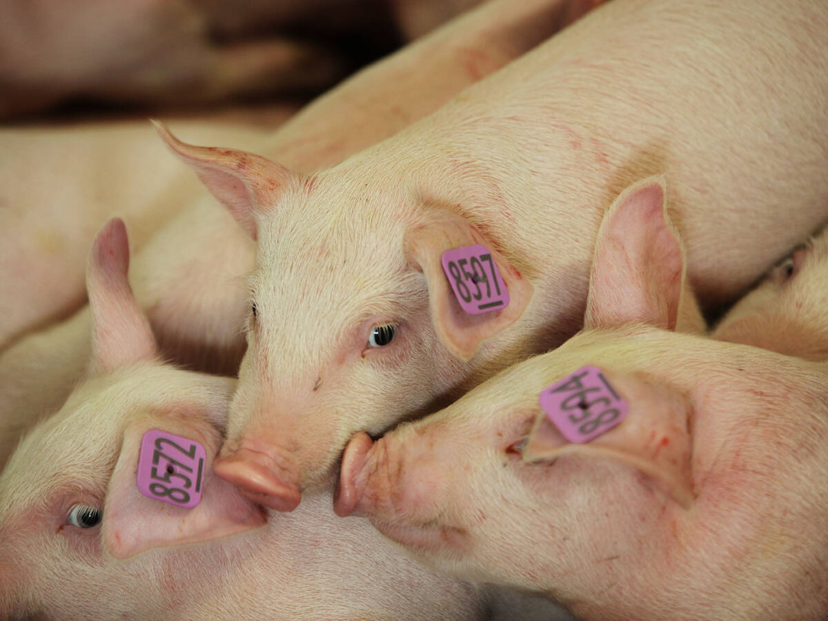 Image for The Western Producer Livestock Report - April 2, 2026