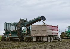A sugar beet harvester uses its conveyor belt to load beets into a grain truck driving beside it in a field.