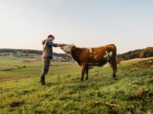 Young man stroking cow in field.
