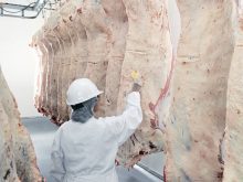 An. inspector wearing a white hard had and a white coat looks at beef carcasses hung in a slaughter plant.