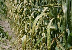 The leaves on a standing crop exhibiting the the signs of stripe rust.