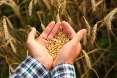 A close-up of the hands of a young boy holding some wheat seed in both hands overtop the crop.