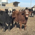 Two cows are curious about the photographer in an outdoor pen at Shipwheel Cattle Feeders.