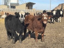 Two cows are curious about the photographer in an outdoor pen at Shipwheel Cattle Feeders.