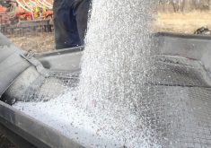 White pellets of fertilizer pours into a hopper. Photo: File