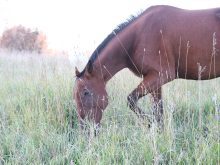 A horse grazing in a pasture.