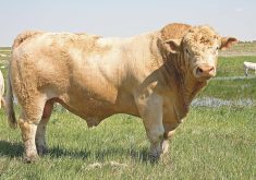 A bull stands side-on to the camera on green grass.
