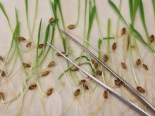 Sprouting seeds lay on a surface with a pair of silver, metal tweezers sitting on top of them.