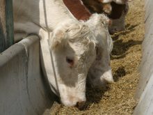 Close-up of cattle eating feed from a concrete bunk in a feedlot.