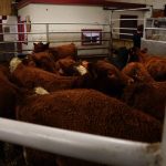 Cattle being sold at the Gladstone Auction Mart in Gladstone, Manitoba, on October 28, 2025.