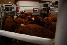 Cattle being sold at the Gladstone Auction Mart in Gladstone, Manitoba, on October 28, 2025.