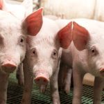 Three pigs look straight at the camera while standing on a green plastic, slotted floor in a modern pig barn.
