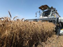 A harvester combines a wheat crop near Algiers.