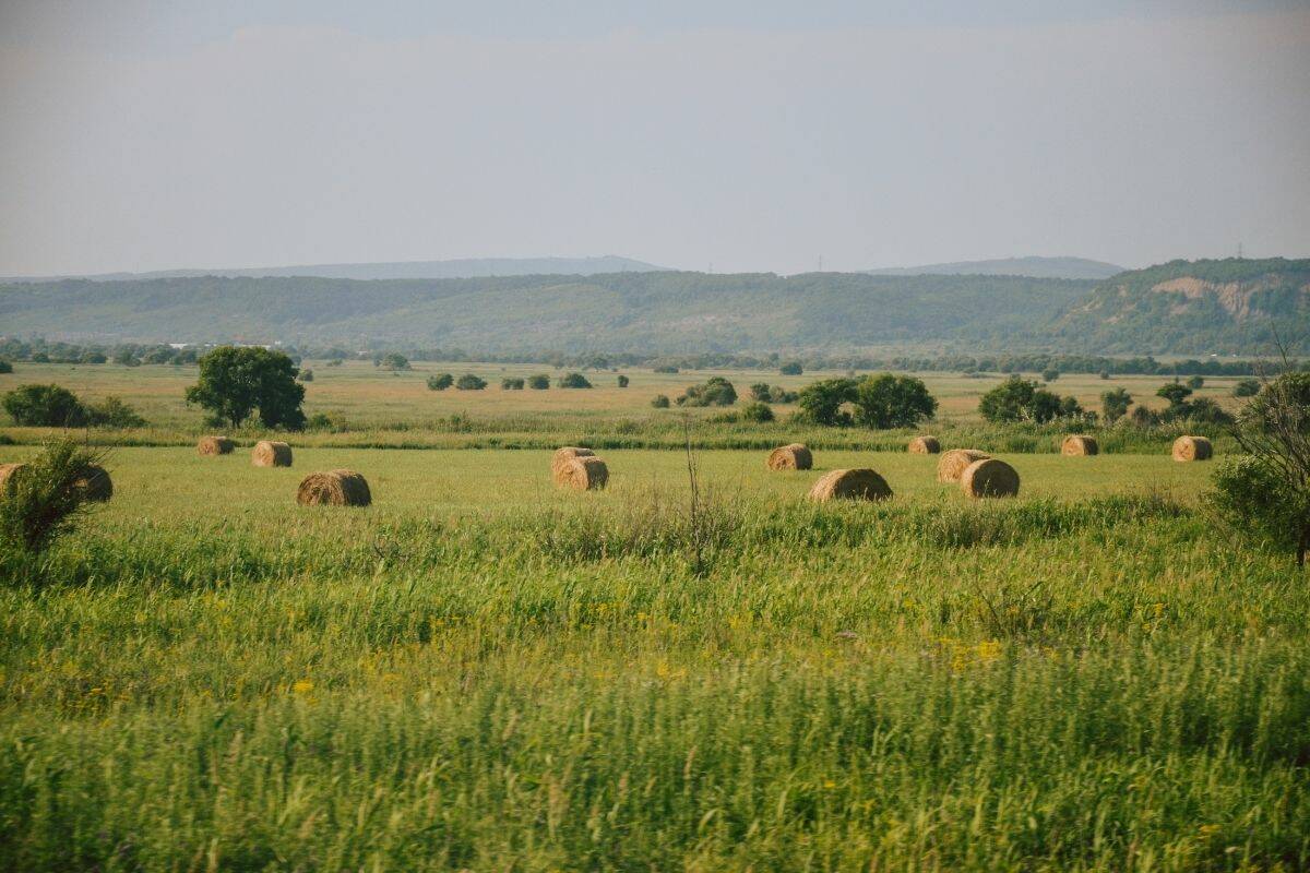 A green hay field with round bales and mountains in the distance.