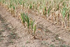 A drought-stunted corn crop in a field.
