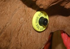 Close-up of a yellow RFID ear tag on a brown cow.