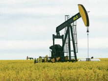 An oilfield pumpjack operates in a field surrounded by blooming canola plants.