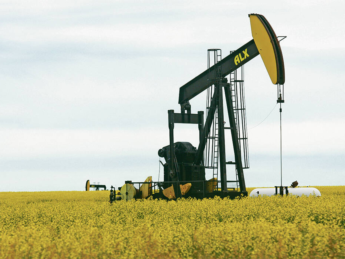 An oilfield pumpjack operates in a field surrounded by blooming canola plants.