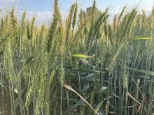 Winter wheat at a SeCan crop plot at Ag in Motion in 2024.