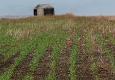 A recently-emerged winter wheat crop with an old wooden shed in the background.