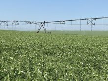 Pivot irrigation is seen watering a pea crop on a clear summer day.