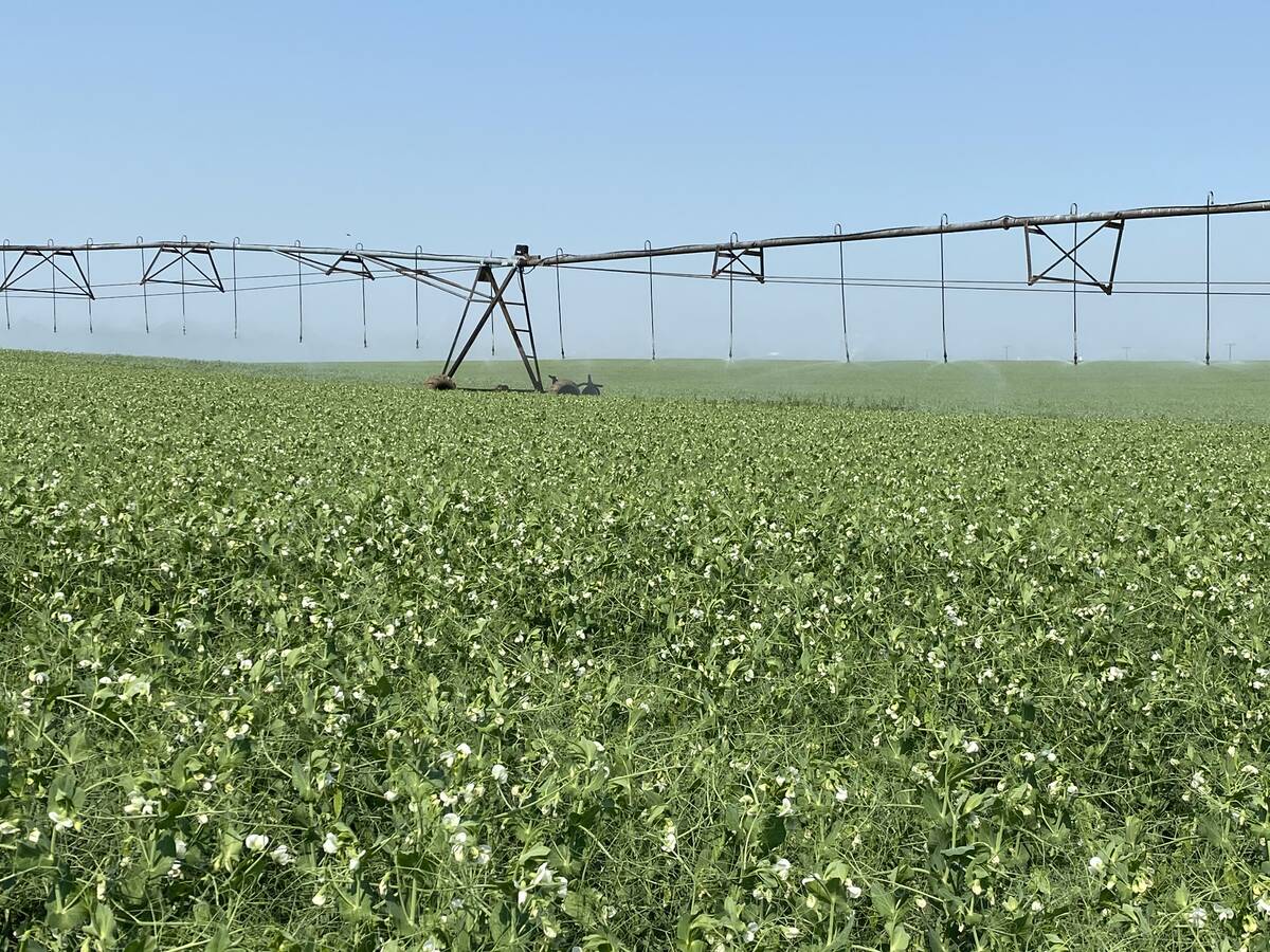 Pivot irrigation is seen watering a pea crop on a clear summer day.