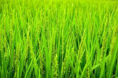 Close-up of a green wheat crop.