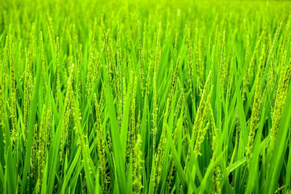 Close-up of a green wheat crop.