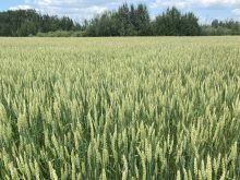 A lush, green stand of wheat with bush in the background.