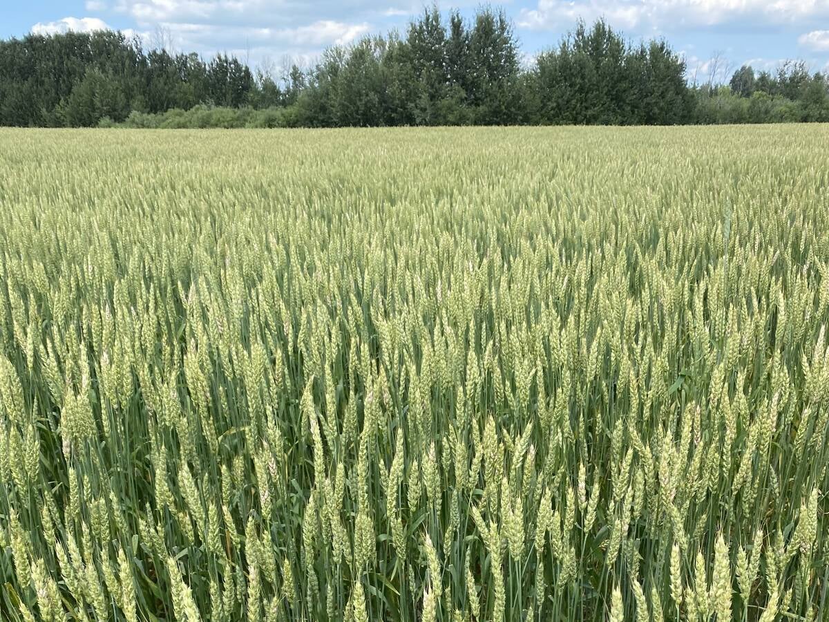 A lush, green stand of wheat with bush in the background.