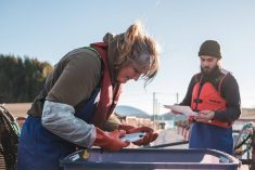 A man holds a clipboard while a woman wearing orange rubber gloves inspects a salmon pulled from a plastic tote.