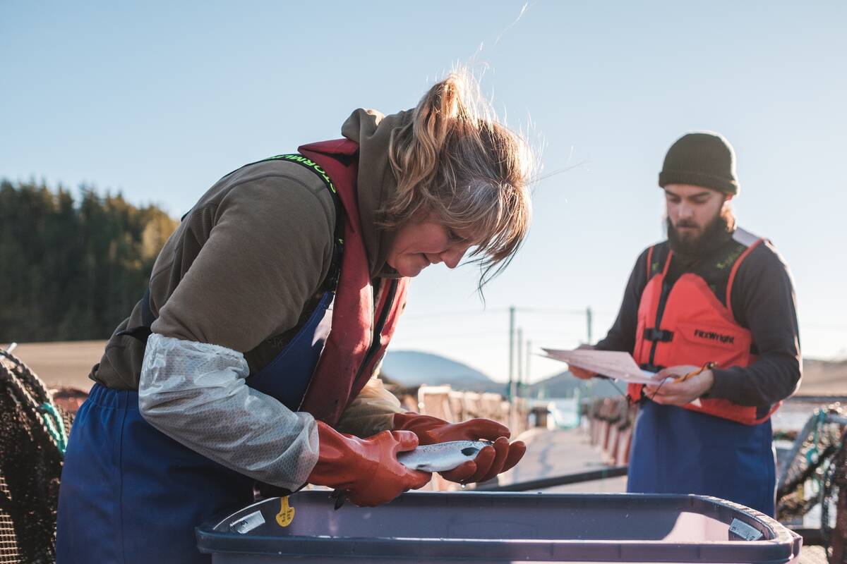 A man holds a clipboard while a woman wearing orange rubber gloves inspects a salmon pulled from a plastic tote.