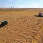 A drone view of a small plot combine at work with a full-size combine waiting to swath the plot on a sunny day.