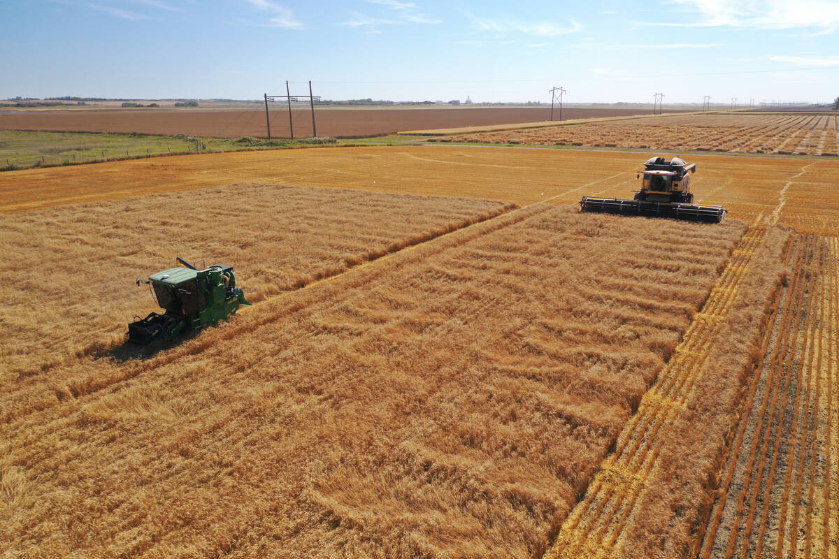A drone view of a small plot combine at work with a full-size combine waiting to swath the plot on a sunny day.