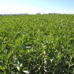 A faba bean crop at Olds College in September 2025. Photo: Zak McLachlan