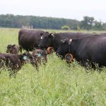 Cattle in a pasture fitted with virtual fencing equipment. Photo: File